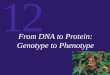 12 From DNA to Protein: Genotype to Phenotype. 12 One Gene, One Polypeptide A gene is defined as a DNA sequence that encodes information. In the 1940s,