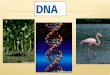 1. Central Dogma DNA RNA PROTEIN  DNA is made of nucleotides of  Deoxyribose (sugar)  PO 4 (phosphate group)  Nitrogen bases  1. adenine—A  2