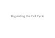 Regulating the Cell Cycle. Some cells divide every few hours (skin and digestive tract cells) Some cells never divide (muscle and nerve cells)