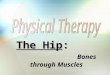 The Hip: Bones through Muscles. Bones of the Hip 1.The ______, a.k.a. the Innominate Bone Made up of 3 bones: the _____, the _____, and the _______ bone