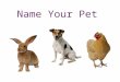 Name Your Pet. We are going to make two graphs, one bar graph and one pictograph. In our 3 rd grade we have 98 students. ½ of our students have dogs
