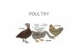 POULTRY. Introduction What is poultry? Domestic bird bred for eating What is Game? Animals or birds which are hunted and are suitable for human consumption