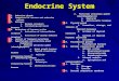 Endocrine System A. Endocrine glands B. Comparison of nervous and endocrine systems systems C. Hormones 1. Hormone receptors 1. Hormone receptors 2. Circulating