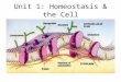 Unit 1: Homeostasis & the Cell Homeostasis The body’s ability to maintain a stable internal (inside) environment, while the external (outside) environment