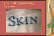The Integumentary System. Integumentary System Integumentary system = Skin Nails Hair Glands Nerve endings