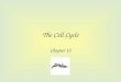The Cell Cycle Chapter 12. Cell division - process cells reproduce; necessary to living things. Cell division due to cell cycle (life of cell from origin