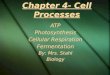 Chapter 4- Cell Processes ATP Photosynthesis Cellular Respiration Fermentation By: Mrs. Stahl Biology ATP Photosynthesis Cellular Respiration Fermentation