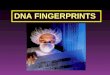 DNA FINGERPRINTS. A DNA fingerprint is a pattern of bands made from specific DNA fragments of an individual’s DNA