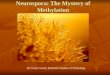 Neurospora: The Mystery of Methylation By: Kayla Garrett, Rochester Institute of Technology