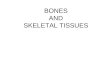 BONES AND SKELETAL TISSUES. SKELETAL CARTILAGES Skeletal cartilages: –Made of some variety of cartilage –Consists primarily of water High water content