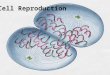 Cell Reproduction. Chromosomes: made of DNA DNA: stores all genetic information -genes: a hereditary unit of DNA -4 bases: -Adenine -Thymine -Guanine