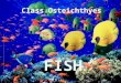 Class Osteichthyes. COLORATION Iridophores and chromatophores: pigment cells Iridophores and chromatophores: pigment cells Helps in species recognition