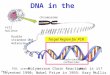DNA in the Cell chromosome cell nucleus Double stranded DNA molecule Individual nucleotides PCR, stands for? Polymerase Chain Reaction.what is it? Invented