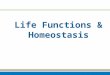Life Functions & Homeostasis. Necessary Life Functions 1.Maintain boundaries 2.Movement  Locomotion  Movement of substances 3.Responsiveness  Ability