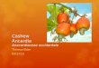 Cashew Ancardia Anacardiaceae occidentale Theresa Elder 04/17/13