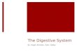 The Digestive System By: Angel, Brendan, Tyler, Gabby
