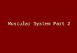 Muscular System Part 2. An Overview of the Major Skeletal Muscles Figure 7-11(a)