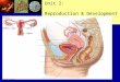 Unit 2: Reproduction & Development. WARNING! The following picture is from a medical school lecture that shows the actual female reproductive organs in