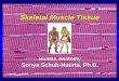 Skeletal Muscle Tissue Human Anatomy Sonya Schuh-Huerta, Ph.D