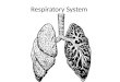 Respiratory System. The Respiratory System Animals cells require a regular supply of oxygen to survive. Oxygen is needed in order for cells to be able
