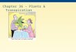 Chapter 36 – Plants & Transpiration. The success of plants depends on their ability to gather and conserve resources from their environment The transport