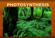 PHOTOSYNTHESIS Photosynthesis: Life from Light and Air