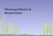 Photosynthesis & Respiration. Pre- Assessment 1. What types of living things carry out photosynthesis? 2. In which cell structure does photosynthesis