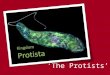 ‘The Protists’ Characteristics of Protists Animal-like Plant-like = algae/phytoplankton - Responsible for most of O 2 released into atmosphere. Oxygen