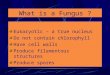 What is a Fungus ? Eukaryotic – a true nucleus Do not contain chlorophyll Have cell walls Produce filamentous structures Produce spores