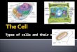 Types of cells and their organelles.  A. In 1665 Robert Hooke cut a thin slice of cork and saw tiny empty boxes and called them cells