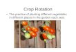 Crop Rotation The practice of planting different vegetables in different places in the garden each year