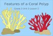 Features of a Coral Polyp Grade 3 Unit 3 Lesson 2