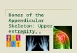Bones of the Appendicular Skeleton: Upper extremity Chapter 7 & 8