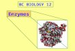 BC BIOLOGY 12 Enzymes. Metabolism: is the total of all the chemical reactions in an organism. All of life’s metabolic reactions require enzymes. Each