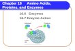 1 Chapter 16 Amino Acids, Proteins, and Enzymes 16.6 Enzymes 16.7 Enzyme Action
