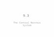 9.3 The Central Nervous System. The CNS consists of the __________ and __________________