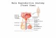 Male Reproductive Anatomy (Front View) Seminal vesicle (behind bladder) Urethra Scrotum (Urinary bladder) Prostate gland Bulbourethral gland Erectile tissue