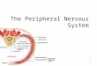 1 The Peripheral Nervous System. 2 Peripheral Nervous System ways to categorize:  Motor or sensory  General (widespread) or specialized (local)  Somatic