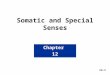 Chapter 12 12-1 Somatic and Special Senses. Chapter 12 Somatic and Special Senses Sensory Receptors specialized cells or multicellular structures that
