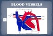 BLOOD VESSELS WHAT ARE BLOOD VESSELS? Blood vessels are intricate networks of hollow tubes that transport blood throughout the entire body