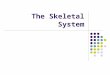 The Skeletal System. Humans have 206 bones. We have an endoskeleton. Endo-inside Exo-outside