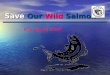 Save Our Wild Salmon It’s Up to You!. Save Our Wild Salmon It’s Up to You! Goals: Wild vs. Farmed? Eat Wild - It’s Good For You! Survival of Wild? What