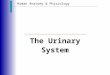Human Anatomy & Physiology The Urinary System. Functions of the Urinary System Slide 15.1a  Elimination of waste products  Nitrogenous wastes  Toxins