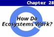 Chapter 28 How Do Ecosystems Work?. Chapter 28 2 Energy and Nutrient Pathways Energy moves in a one-way flow through communities within ecosystems The