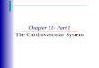 Chapter 11- Part 1 The Cardiovascular System. The Cardiovascular System  A closed system of the heart and blood vessels  The heart pumps blood  Blood