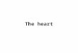The heart 1 The heart. What you will learn about in this topic: 1.The heart 2.The heart as a double pump 3.The circulatory and pulmonary systems The heart