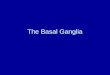 The Basal Ganglia. What are the basal ganglia? Dorsal Striatum –Caudate nucleus –Putamen Ventral Striatum –Nucleus Accumbens –Olfactory Tubercle Globus