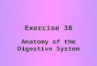 Exercise 38 Anatomy of the Digestive System. Objectives Overall functionOverall function Organs of alimentary canalOrgans of alimentary canal Accessory