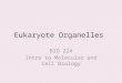 Eukaryote Organelles BIO 224 Intro to Molecular and Cell Biology