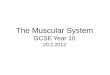 The Muscular System GCSE Year 10 20.2.2012. Lesson Objectives In today’s lesson you will: Know and understand muscle groups and muscle names Understand